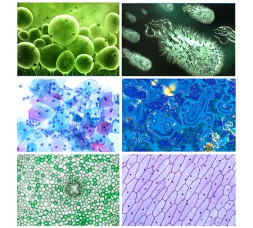 Nikula-çocuklar Ve Yeni Başlayanlar Mikroskop Set Ile 300x 600x 1200x Büyütme